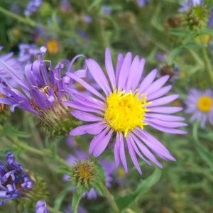 Meet your Posher, Kaycee